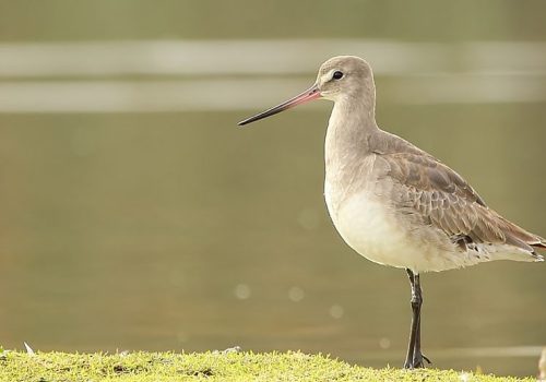 Zarapito de pico recto - Pablo Cáceres-min