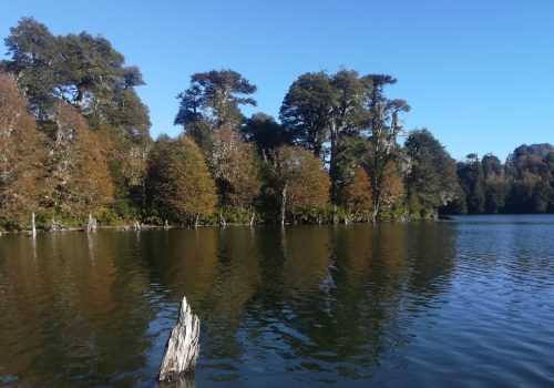 araucaria_paisaje-01