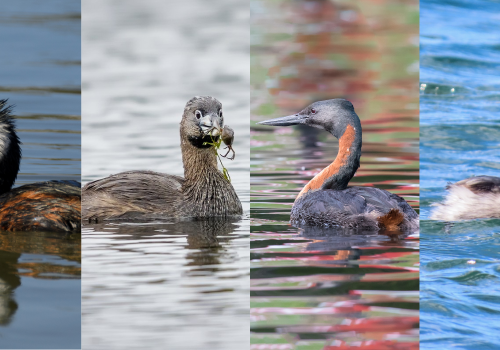aves zambullidoras