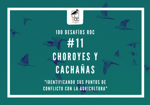 choroyes y cachañas