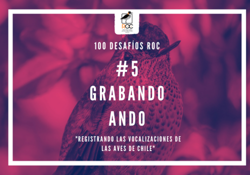 desafío graba