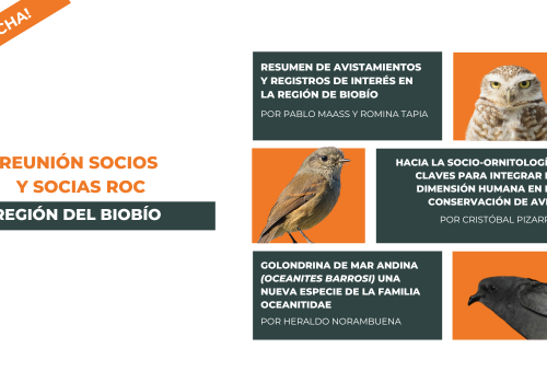 festival alado (2)