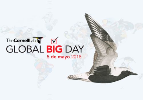 gbd-news-2018-may-ES-1040x585