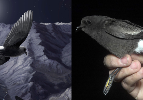 Golondrina de mar andina