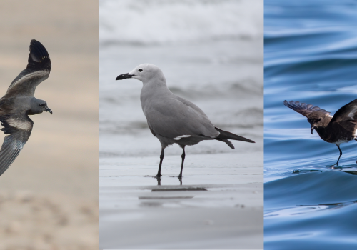 golondrinas de mar y gaviota garuma
