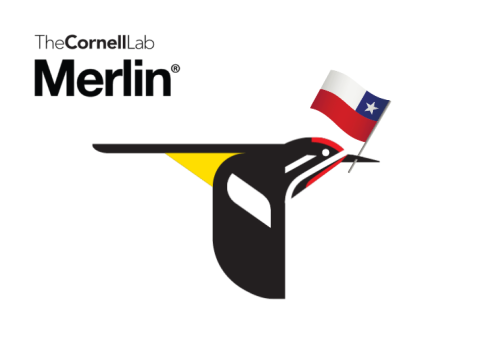 merlin chile