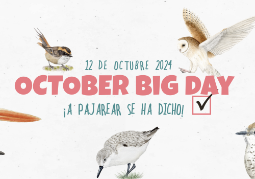 october big day web 1