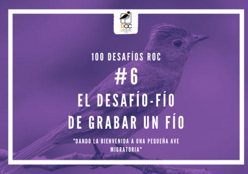 picaflor de no-tan al norte (1)