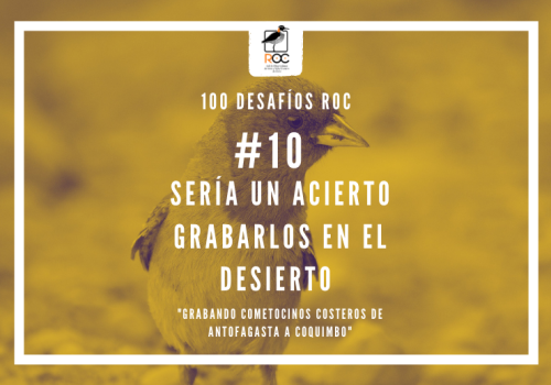 picaflor de no-tan al norte (1)