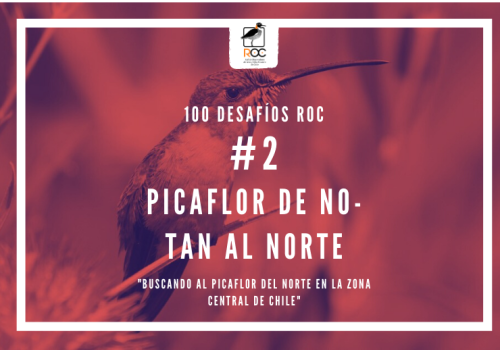 picaflor de no-tan al norte