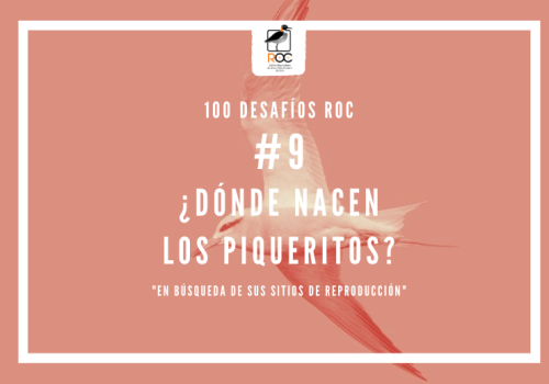 picaflor de no-tan al norte