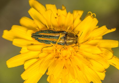 salida inaturalist