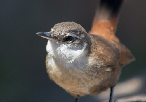 taller ciencia ebird