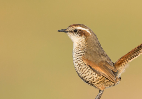 tapaculo - Jorge de la torre (1)