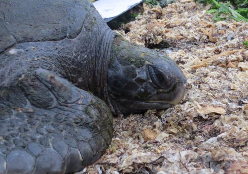 tortuga